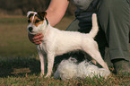 trimming a Jack Russell Terrier