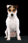 trimmed sitting Jack Russell Terrier