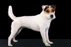 trimmed standing Jack Russell Terrier