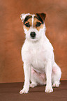 trimmed sitting Jack Russell Terrier