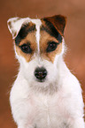 trimmed Jack Russell Terrier portrait