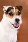 trimmed Jack Russell Terrier portrait