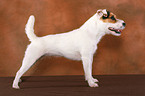 trimmed standing Jack Russell Terrier