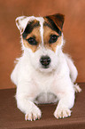 trimmed lying Jack Russell Terrier