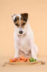 Jack Russell Terrier with carrots