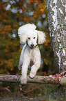 running giant poodle