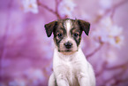portrait of Krom puppy