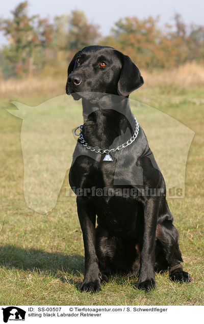 sitting black Labrador Retriever / SS-00507