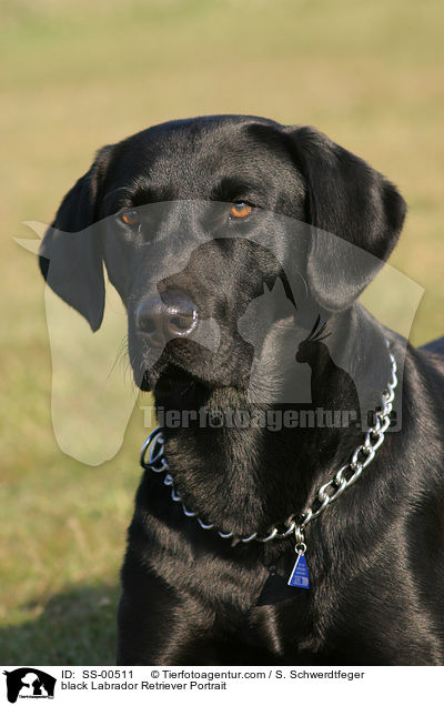 black Labrador Retriever Portrait / SS-00511