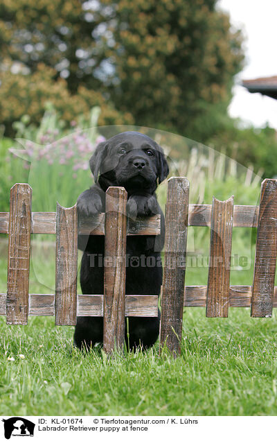 Labrador Retriever puppy at fence / KL-01674