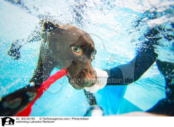 schwimmender Labrador Retriever / swimming Labrador Retriever / BS-06195