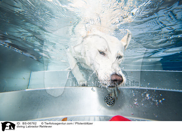tauchender Labrador Retriever / diving Labrador Retriever / BS-06762