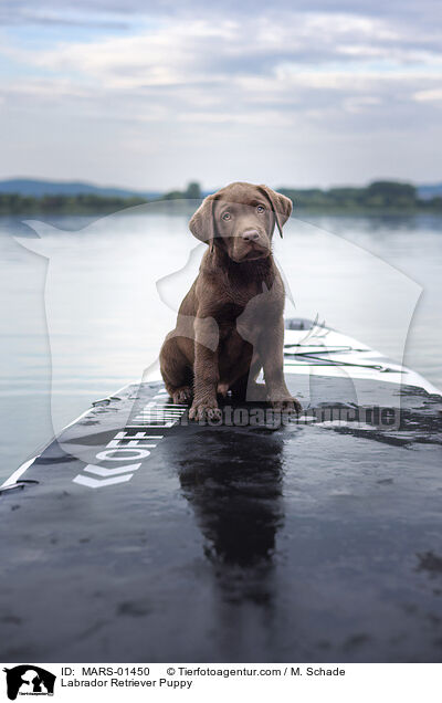 Labrador Retriever Puppy / MARS-01450