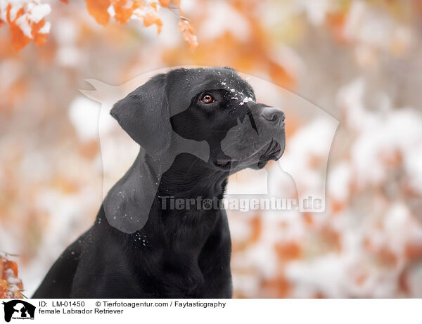 Labrador Retriever Hndin / female Labrador Retriever / LM-01450