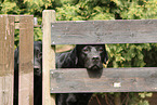 Labrador Fence