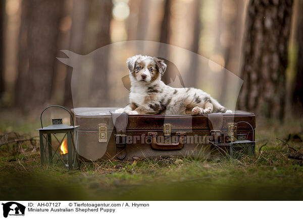 Miniature Australian Shepherd Puppy / AH-07127