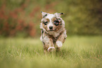 running Miniature Australian Shepherd Puppy