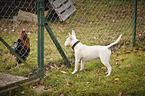 Miniature Bull Terrier and chicken
