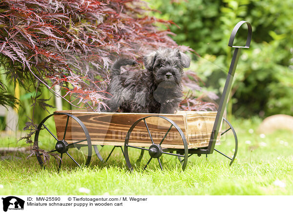Miniature schnauzer puppy in wooden cart / MW-25590