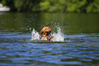 swimming Nova Scotia Duck Tolling Retriever