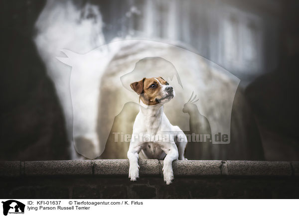 liegender Parson Russell Terrier / lying Parson Russell Terrier / KFI-01637