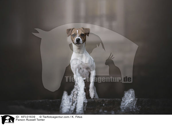 Parson Russell Terrier / Parson Russell Terrier / KFI-01639