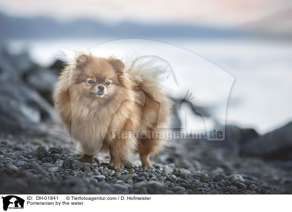Pomeranian by the water / DH-01841