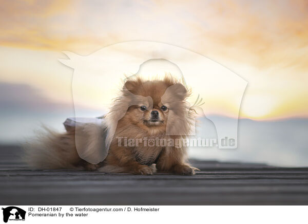 Pomeranian by the water / DH-01847