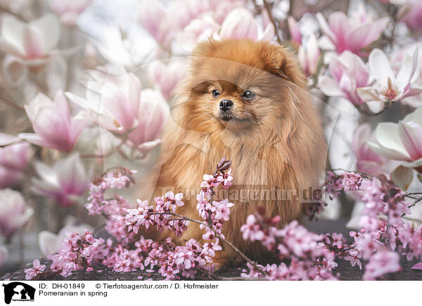 Pomeranian in spring / DH-01849