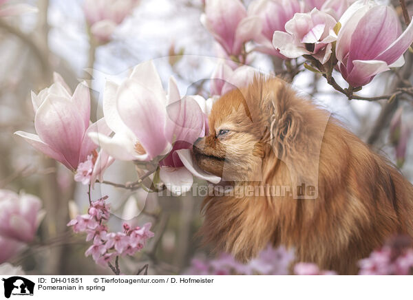 Pomeranian in spring / DH-01851
