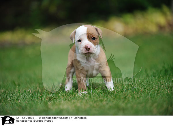 Renascence Bulldog Puppy / YJ-04893