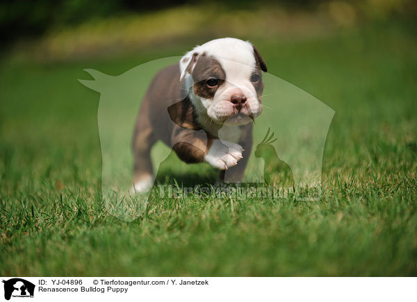 Renascence Bulldog Puppy / YJ-04896