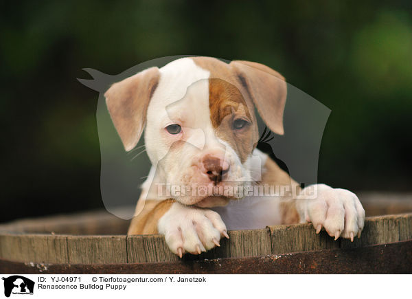 Renascence Bulldog Puppy / YJ-04971