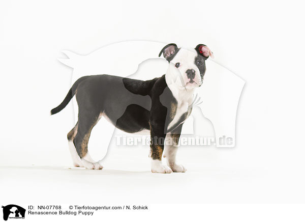 Renascence Bulldog Puppy / NN-07768