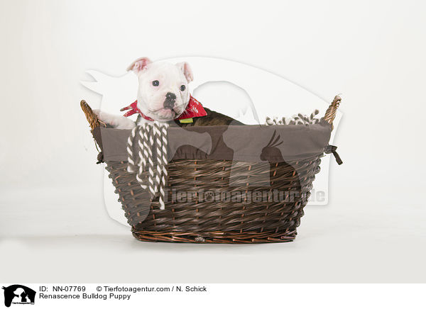 Renascence Bulldog Puppy / NN-07769