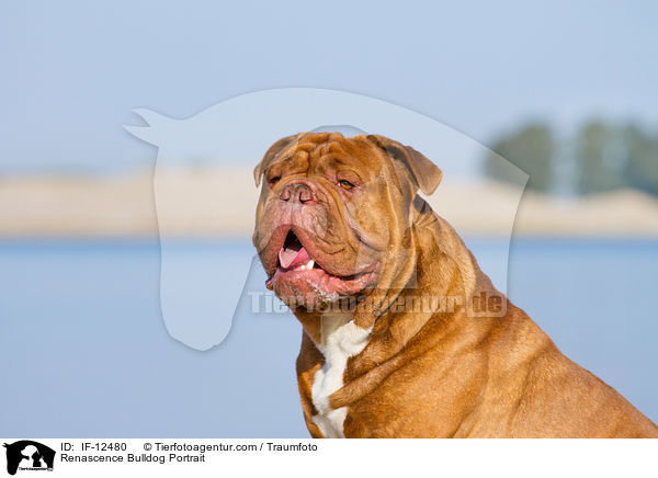 Renascence Bulldog Portrait / IF-12480