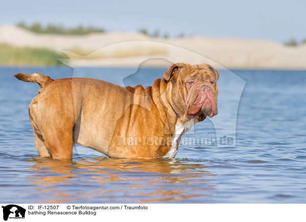 bathing Renascence Bulldog / IF-12507