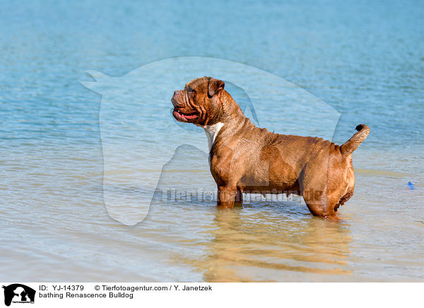 bathing Renascence Bulldog / YJ-14379