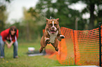 jumping Renascence Bulldog