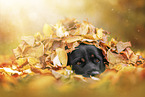 Rottweiler between autumn leaves