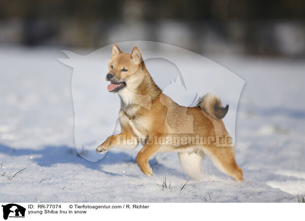 young Shiba Inu in snow / RR-77074