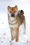 young Shiba Inu in snow