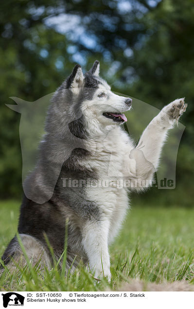 Siberian Husky shows trick / SST-10650