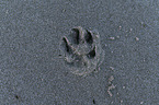 Royal Standard Poodle paw print
