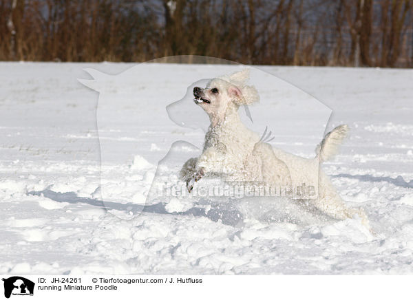 running Miniature Poodle / JH-24261