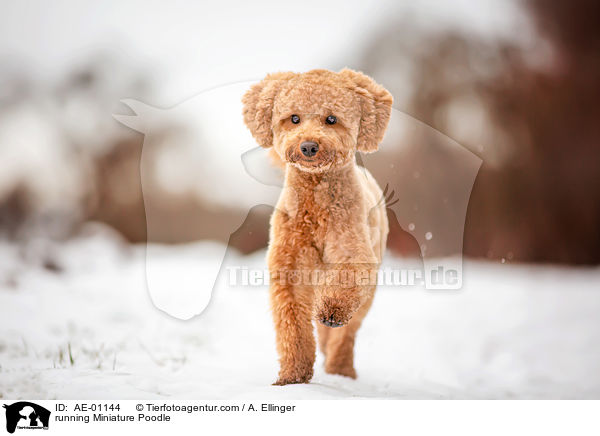 running Miniature Poodle / AE-01144