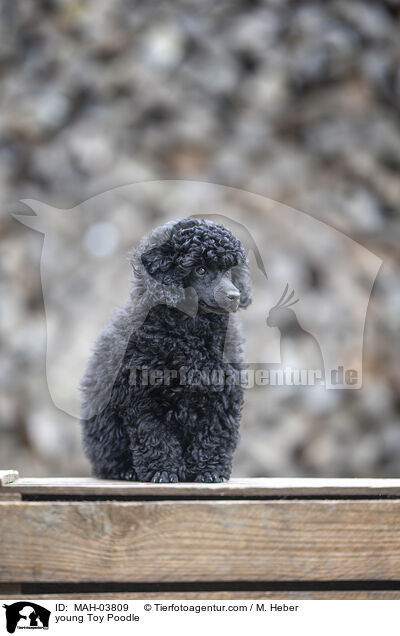 young Toy Poodle / MAH-03809