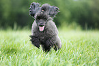 jumping Miniature Poodle