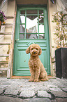 sitting toy poodle