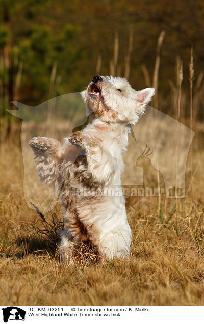 West Highland White Terrier shows trick / KMI-03251